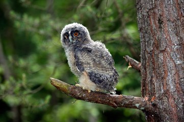Long-eared Owl, asio otus, Chick standing on Branch, Normandy