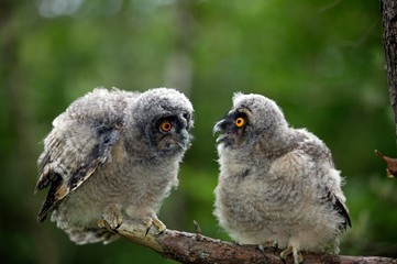 Long-eared Owl, asio otus, Chicks standing on Branch, Normandy