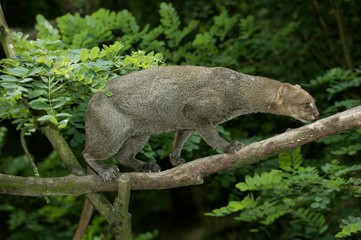 Jaguarundi, herpailurus yaguarondi, Adult standing on Branch