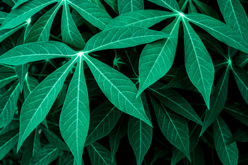 Naklejka na ściany i meble closeup nature view of green leaf in garden, dark tone nature background, tropical leaf