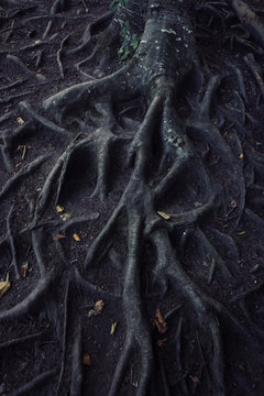 Dark twisted roots in haunted Halloween forest