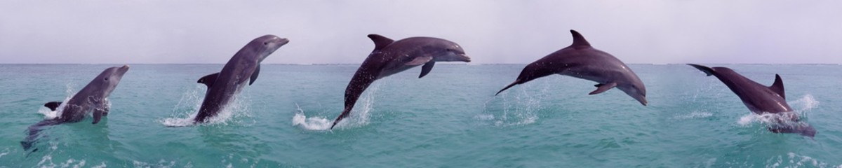 Bottlenose Dolphin, tursiops truncatus, Adult Leaping, Movement Sequence, Honduras
