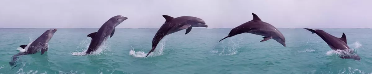 Foto op Canvas Bottlenose Dolphin, tursiops truncatus, Adult Leaping, Movement Sequence, Honduras © slowmotiongli