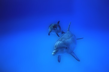 Bottlenose Dolphin, tursiops truncatus, Mother and Calf © slowmotiongli