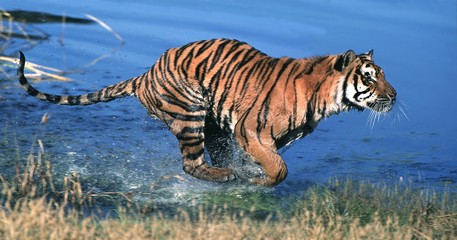 Fototapeta na wymiar Bengal Tiger, panthera tigris tigris, Adult running through Water
