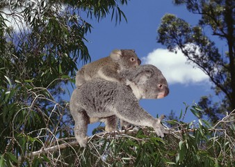 Koala, phascolarctos cinereus, Mother carrying young on its Back, Australia