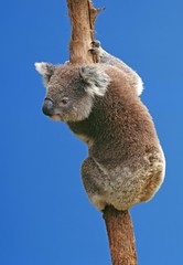 Koala, phascolarctos cinereus, Adult against Blue Sky, Australia