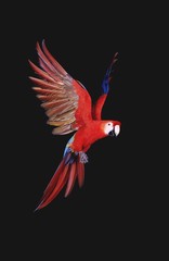 Red-and-Green Macaw, ara chloroptera, Adult in Flight