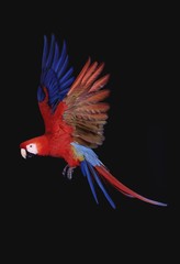 Red-and-Green Macaw, ara chloroptera, Adult in Flight © slowmotiongli