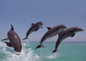 Bottlenose Dolphin, tursiops truncatus, Group Leaping, Honduras