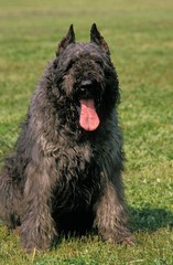 Belgian Cattle Dog or Flanders Cattle Dog (Old Standard Breed with Cut Ears)