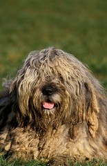 Bergamasco Sheepdog or Bergamese Shepherd, Dog laying on Grass
