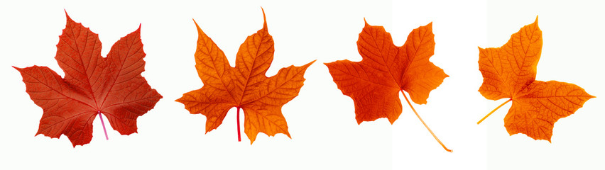 set of colorful leaf isolated on white background