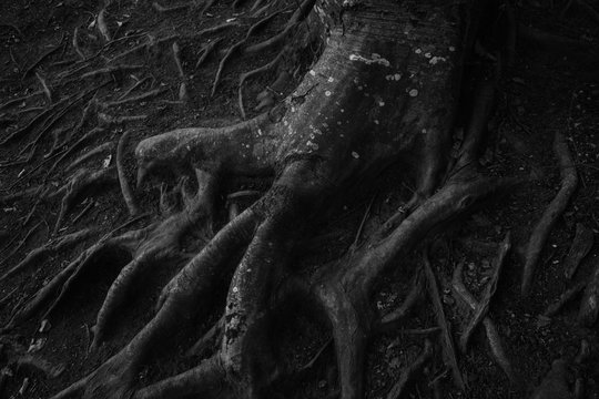 Giant roots detail