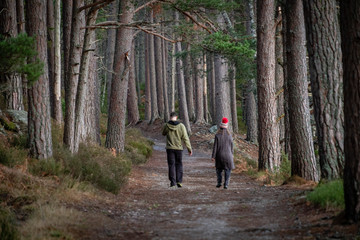 Fototapeta premium pareja caminando en la senda, bosque de Rothiemurchus, Loch an Eilein, Parque Nacional de Cairngorms, Highlands, Escocia, Reino Unido