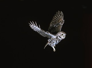 Fototapeta na wymiar Little Owl, athene noctua, Adult in Flight