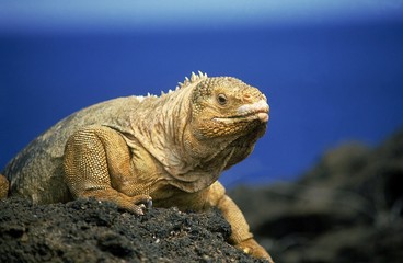 Galapagos Land Iguana, conolophus subcristatus, Adult standing on Rock