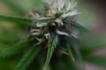 agriculture, background, botany, bud, buds, cannabis, close up, closeup, crop, cultivated, cultivation, culture, dope, drug, farm, farming, flower, grass, green, grow, growth, harvest, hash, health, h