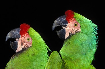 Military Macaw, ara militaris, Adults calling © slowmotiongli