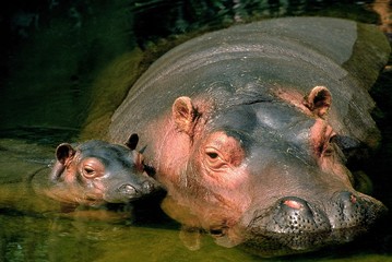 Hippopotamus, hippopotamus amphibius, Mother with Calf standing in River, Masai Mara Park in Kenya