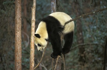 Obraz premium Giant Panda, ailuropoda melanoleuca, Adult standing on Branch, Wolong Reserve in China