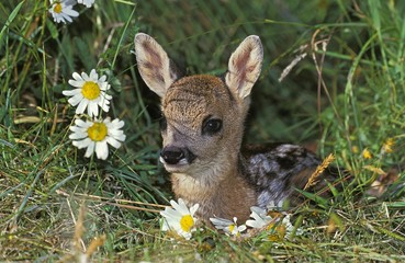 Roe Deer, capreolus capreolus, Fawn laying on Flowers