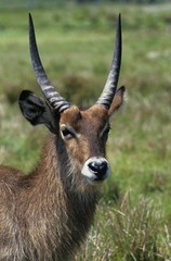 Common Waterbuck, kobus ellipsiprymnus, Portrait of Male, Masai Mara Park in Kenya