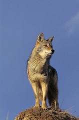 Coyote, canis latrans, Adult standing on Rock, Montana