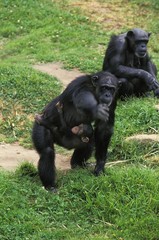 Chimpanzee, pan troglodytes, Mother with Young
