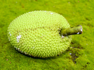 Raw breadfruit (Artocarpus altilis) kept in green moss background, selective focus