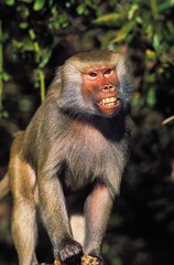 Hamadryas Baboon, papio hamadryas, Adult showing Teeth