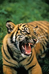 Sumatran Tiger, panthera tigris sumatrae, Cub snarling