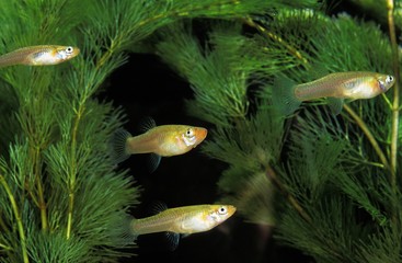 Mosquito Fish, gambusia affinis