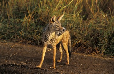 Black-Backed Jackal, canis mesomelas, Masai Mara Park in Kenya