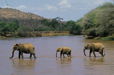 Naklejka na ściany i meble African Elephant, loxodonta africana, Group crossing River, Samburu park in Kenya