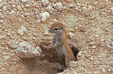 Cape Ground Squirrel, xerus inauris, Adult standing at Den Entrance, South Africa