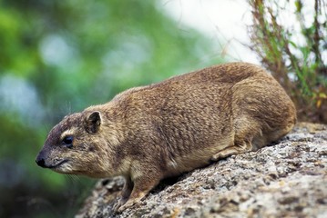 Naklejka premium Rock Hyrax or Cape Hyrax, procavia capensis, Adult standing on Rock, Hell's Gate Park in Kenya