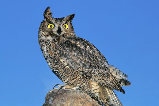 Great Horned Owl, bubo virginianus, Adult against Blue Sky