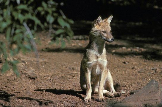 Golden Jackal Or Common Jackal, Canis Aureus