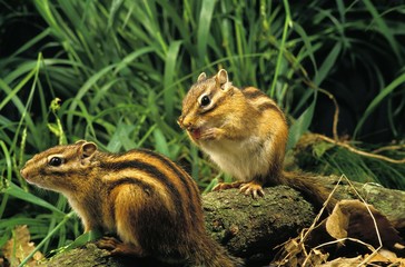 Corean Squirrel, eutamia sibericus, Adults