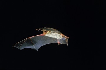 Mouse-Eared Bat, myotis myotis, Adult in Flight against Black background