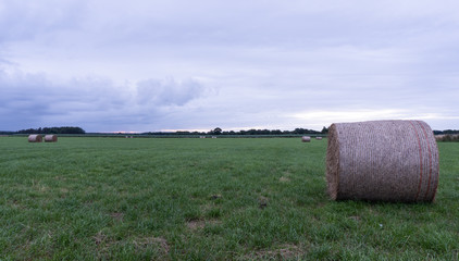 Heurundballen auf einer Wiese