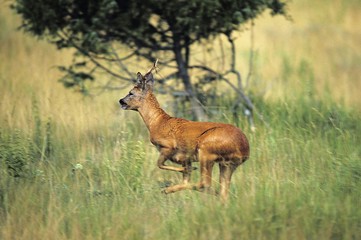 Roe Deer, capreolus capreolus, Male running