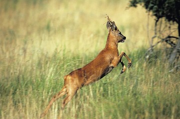 Roe Deer, capreolus capreolus, Male leaping
