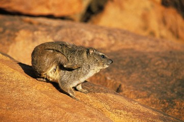 Rock Hyrax or Cape Hyrax, procavia capensis, Adult standing on Rock, Scratching itself, Hell's Gate Park in Kenya