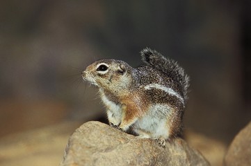 Naklejka na ściany i meble Harris's Antelope Squirrel, ammospermophilus harrisii, Adult standing on Stone