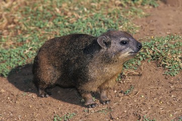 Rock Hyrax or Cape Hyrax, procavia capensis, Adult standing on Rock, Hell's Gate Park in Kenya