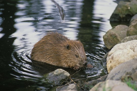 European Beaver, castor fiber, Adult standing in Water