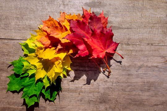 Autumn Maple leaf transition and variation concept for fall and change of season