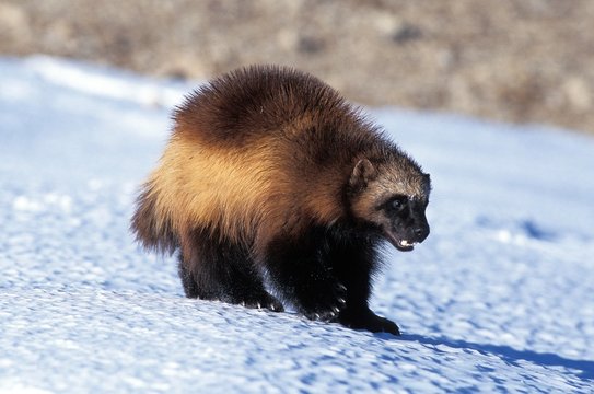 North American Wolverine, gulo gulo luscus, Adult standing on Snow, Canada